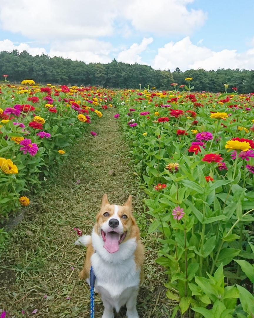 花畑