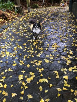 濡れ落ち葉のお散歩