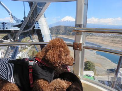 観覧車から冬の富士山見たよ