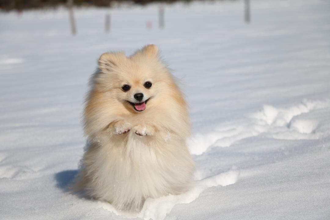 雪遊び