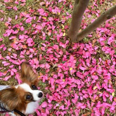 ピンクの花びら絨毯