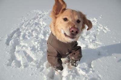 雪は最高だ～～ヽ(●＾▽＾●)ﾉ