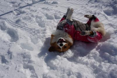 雪だよ‼キャッホー‼