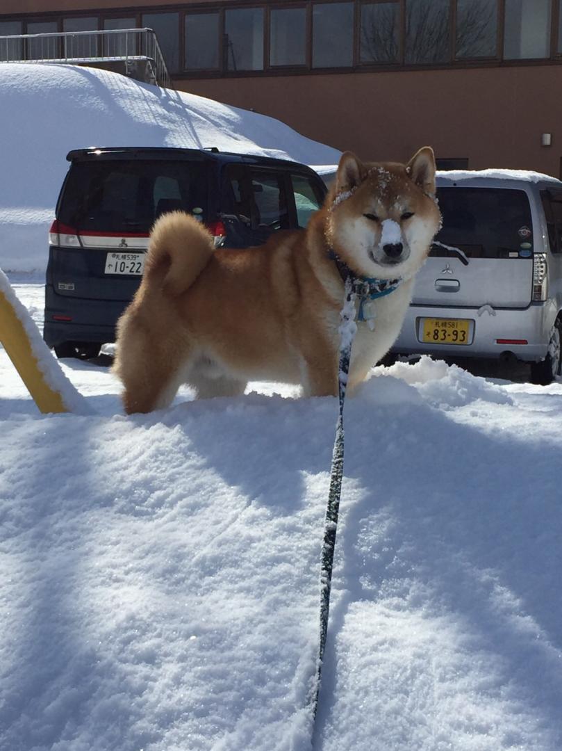 鼻先の北海道