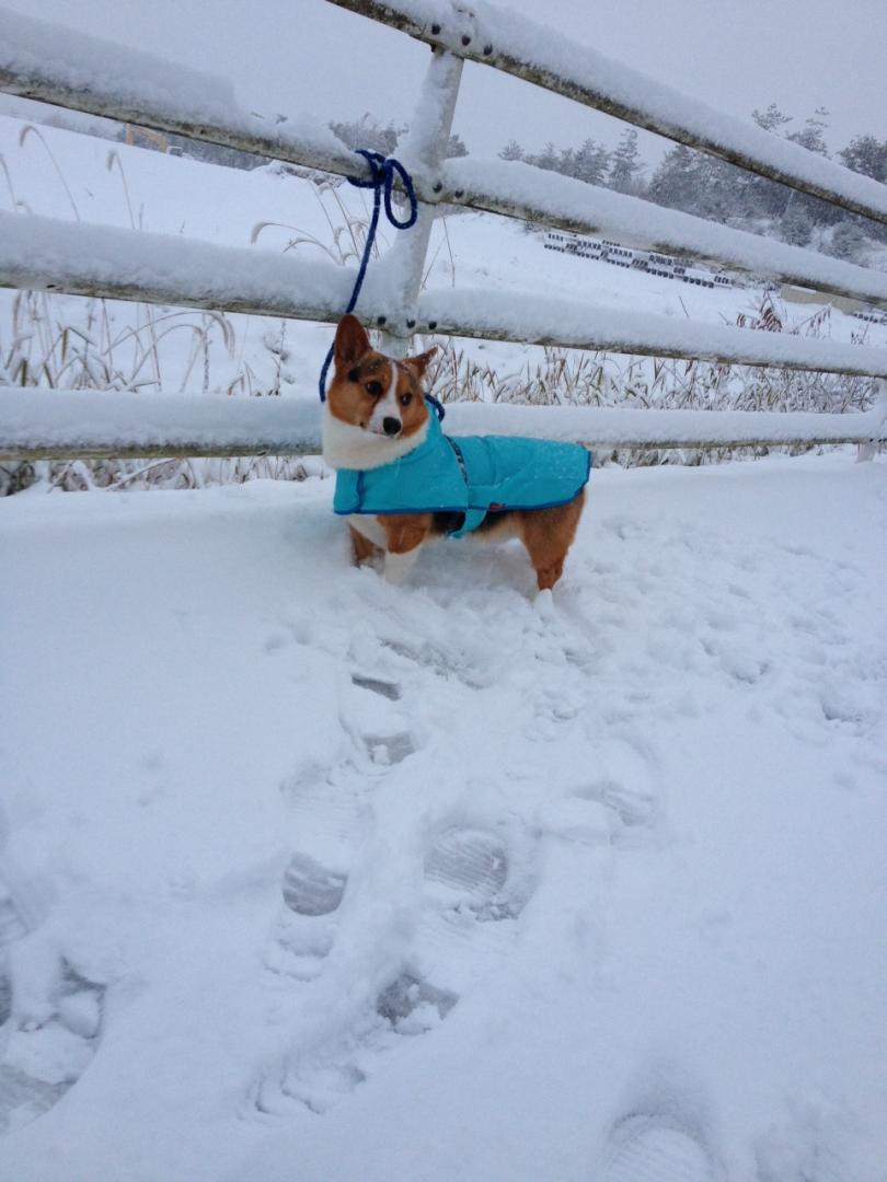 雪っておいしいのかな？