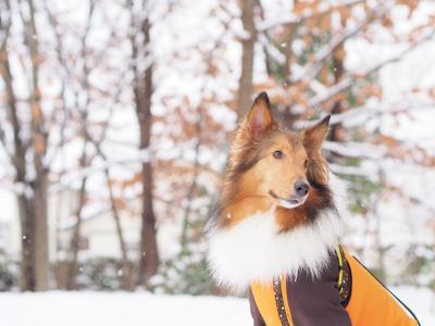 雪の季節がきたよ♪