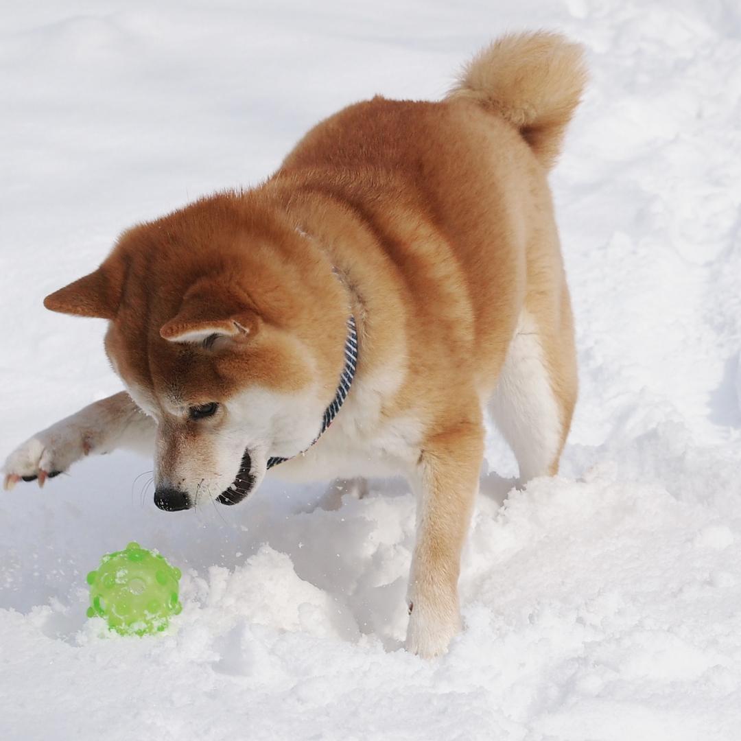雪、だぁい好き
