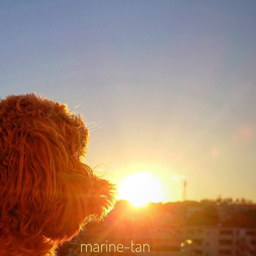 夕焼けと愛犬