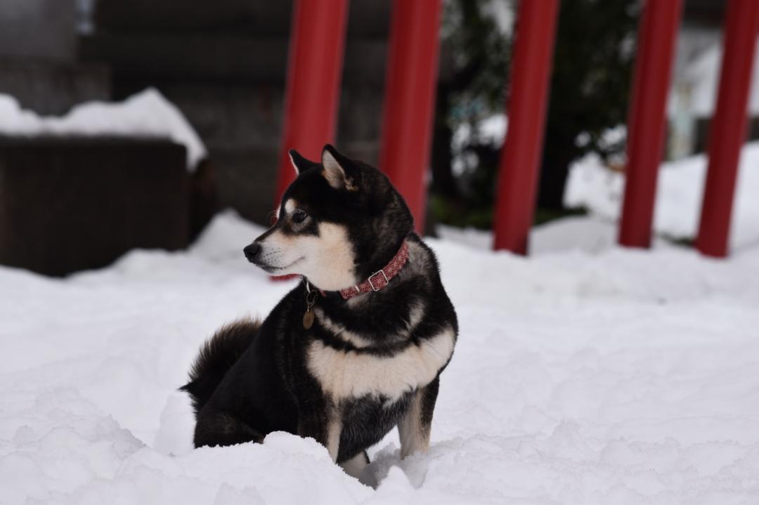 この冬初めての雪