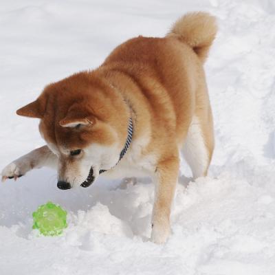 雪、だぁい好き