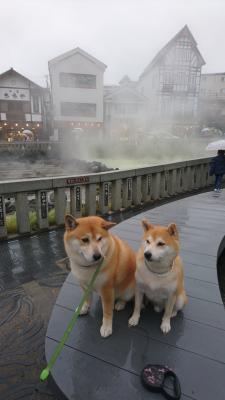 台風の中、草津温泉に行ったワン