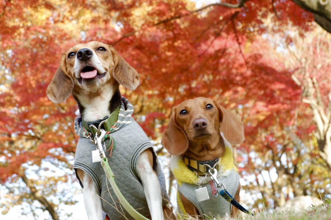 真っ赤な紅葉と