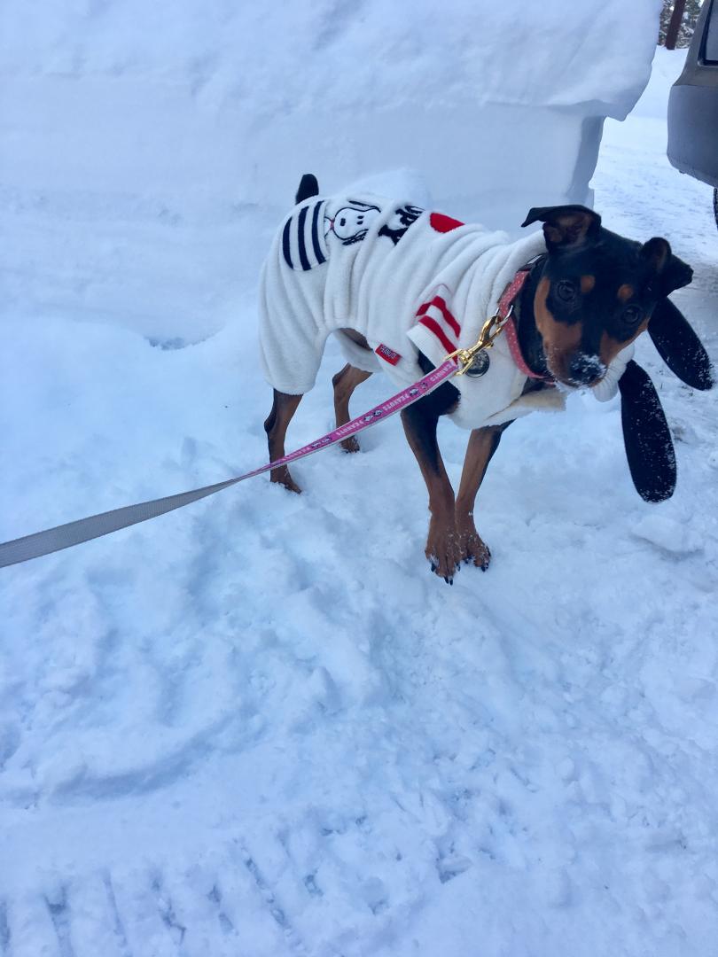 初雪で大はしゃぎ！