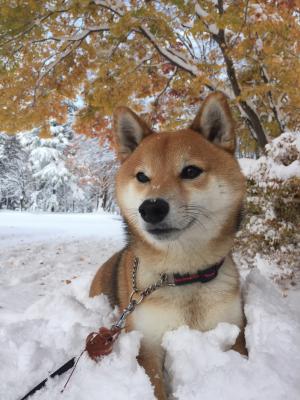 雪と紅葉と桃太郎