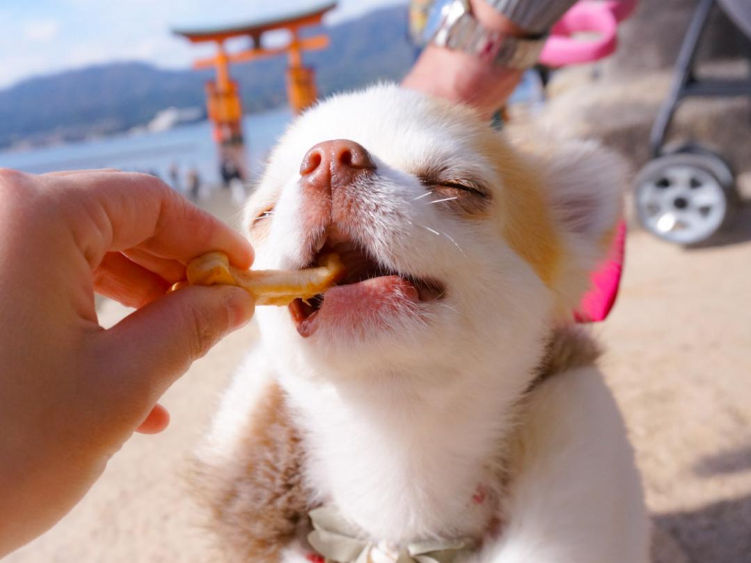 宮島で食べるオヤツは格別‼