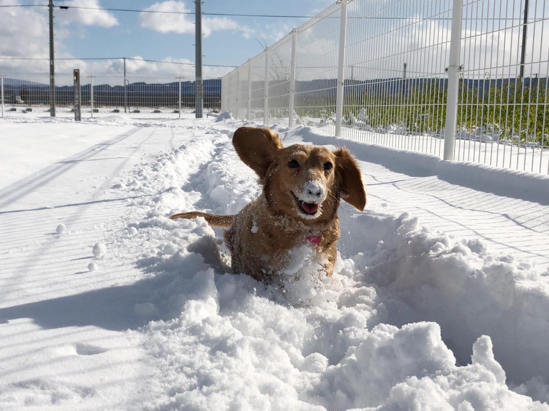 雪遊び大好き