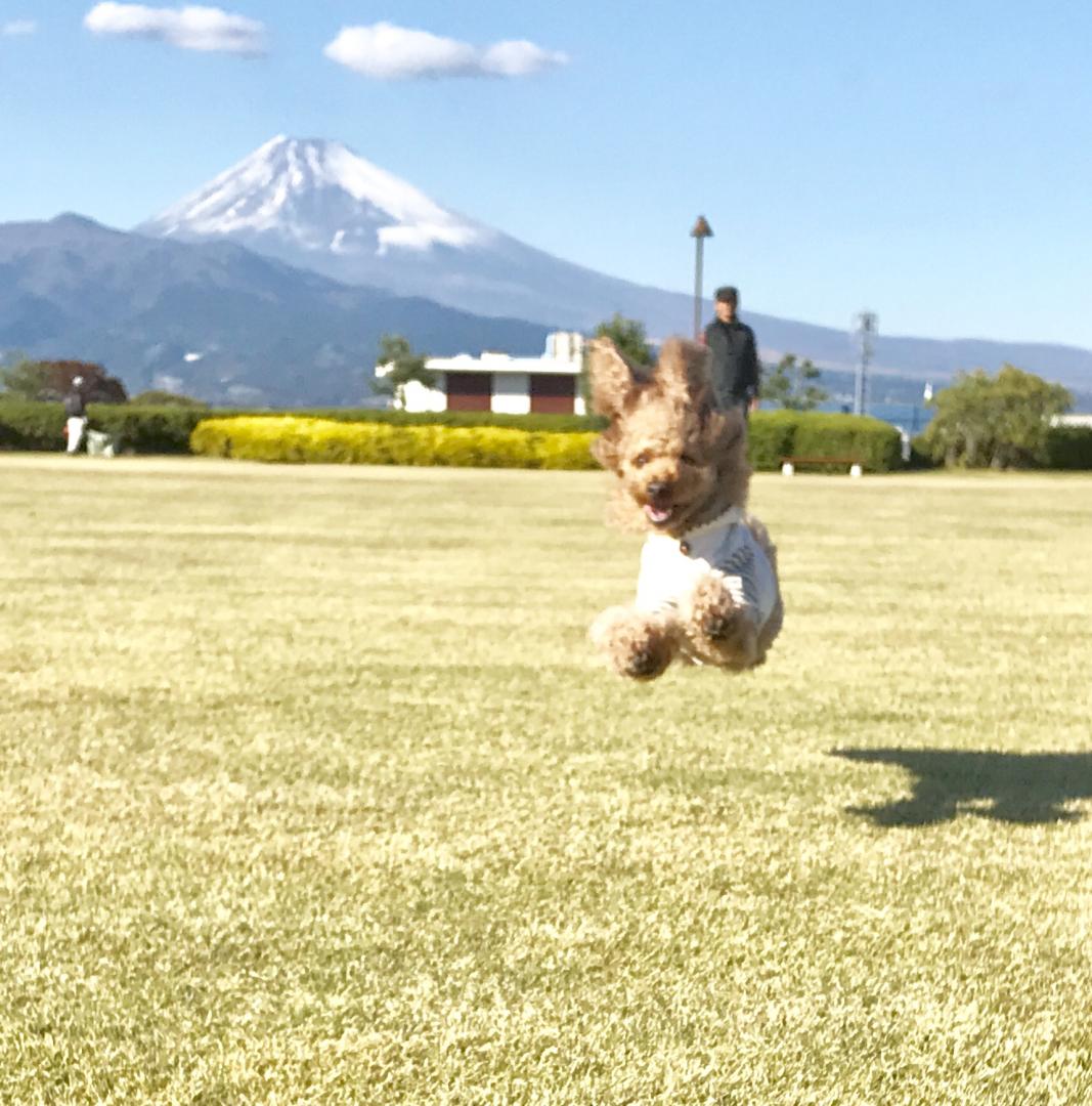 富士山の麓‼️僕の街