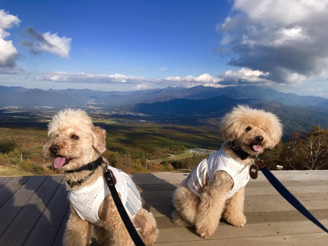 八ヶ岳でモデル犬