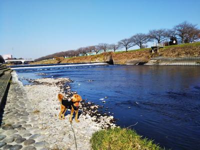 近所の川