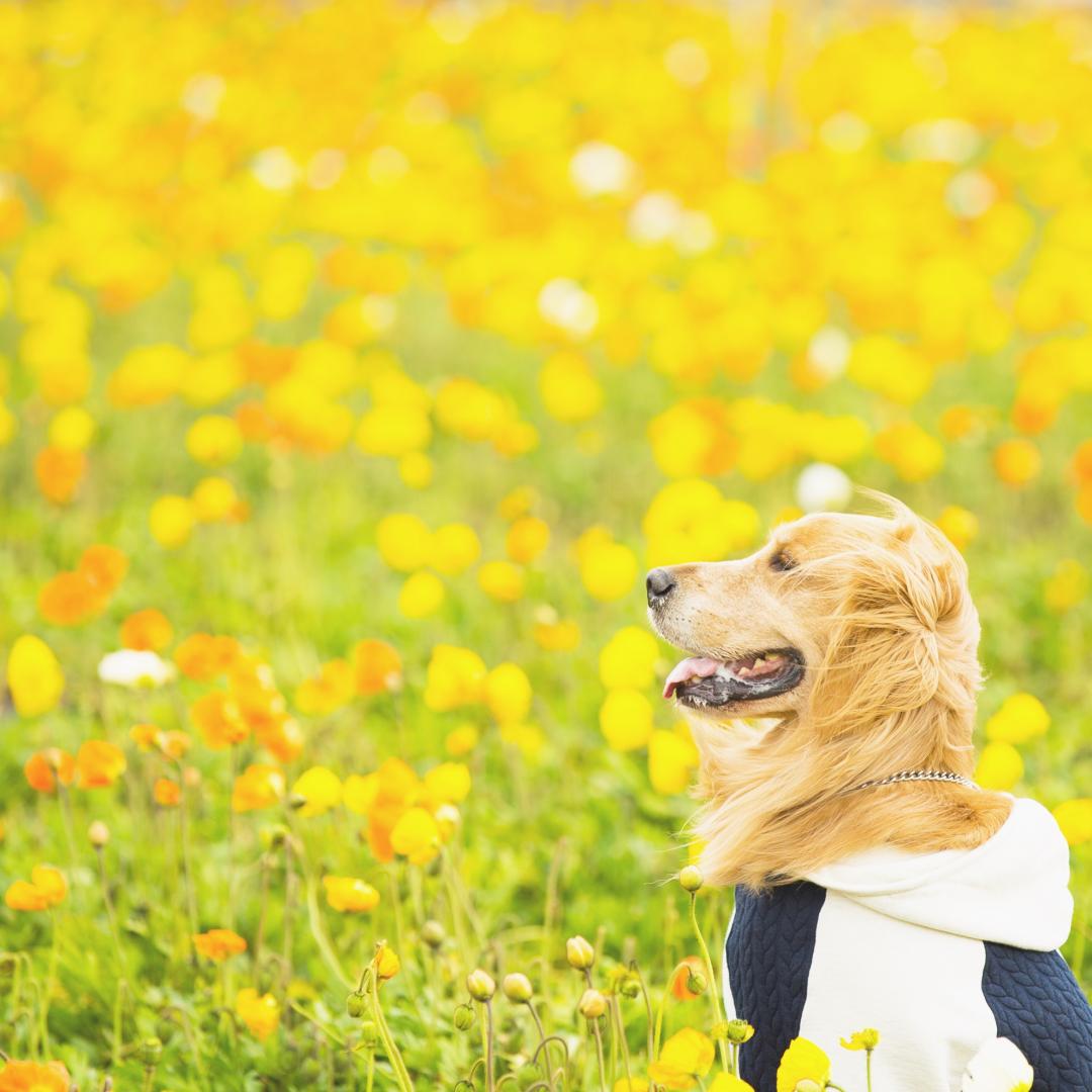 お花畑で春を感じる