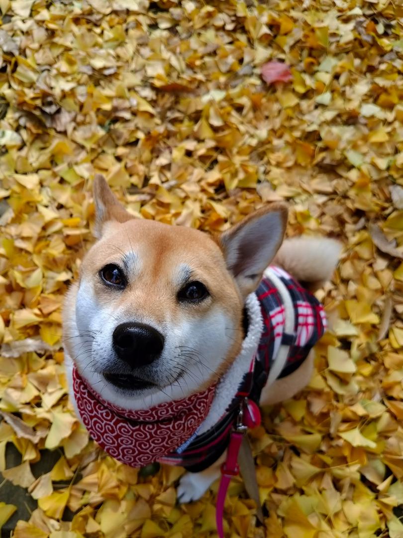 紅葉だね