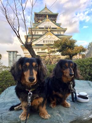 大阪城と愛犬