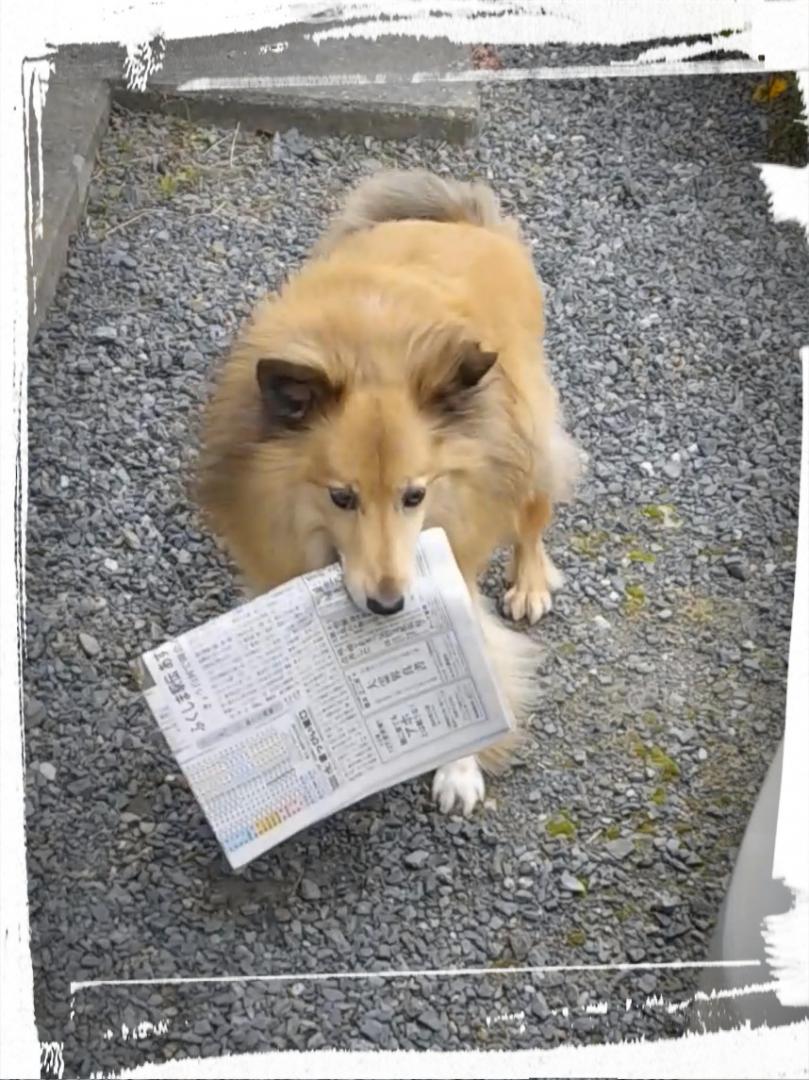 新聞配達犬