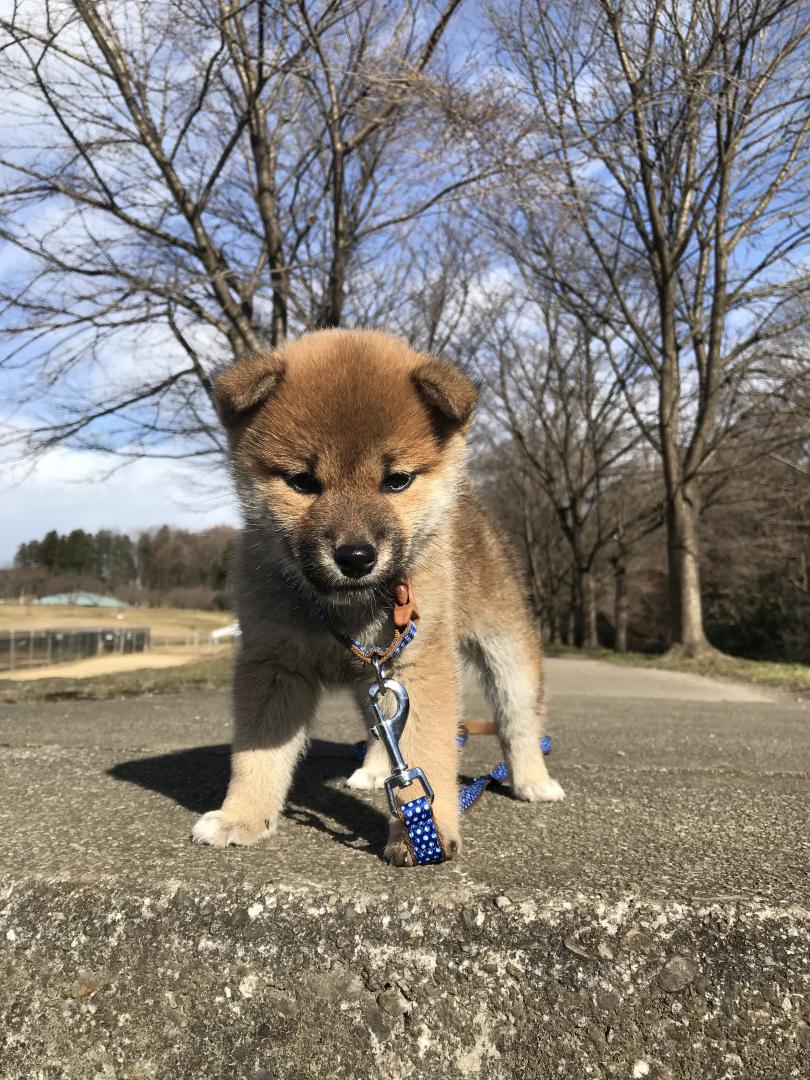 犬生初のお散歩！