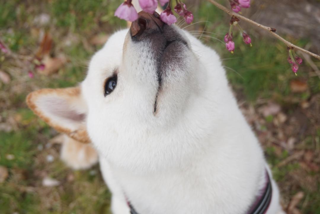 桜 だいすき。