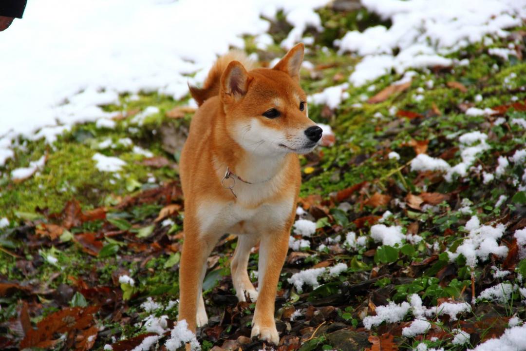 何も飾らず自然が一番