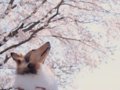 桜、満開！