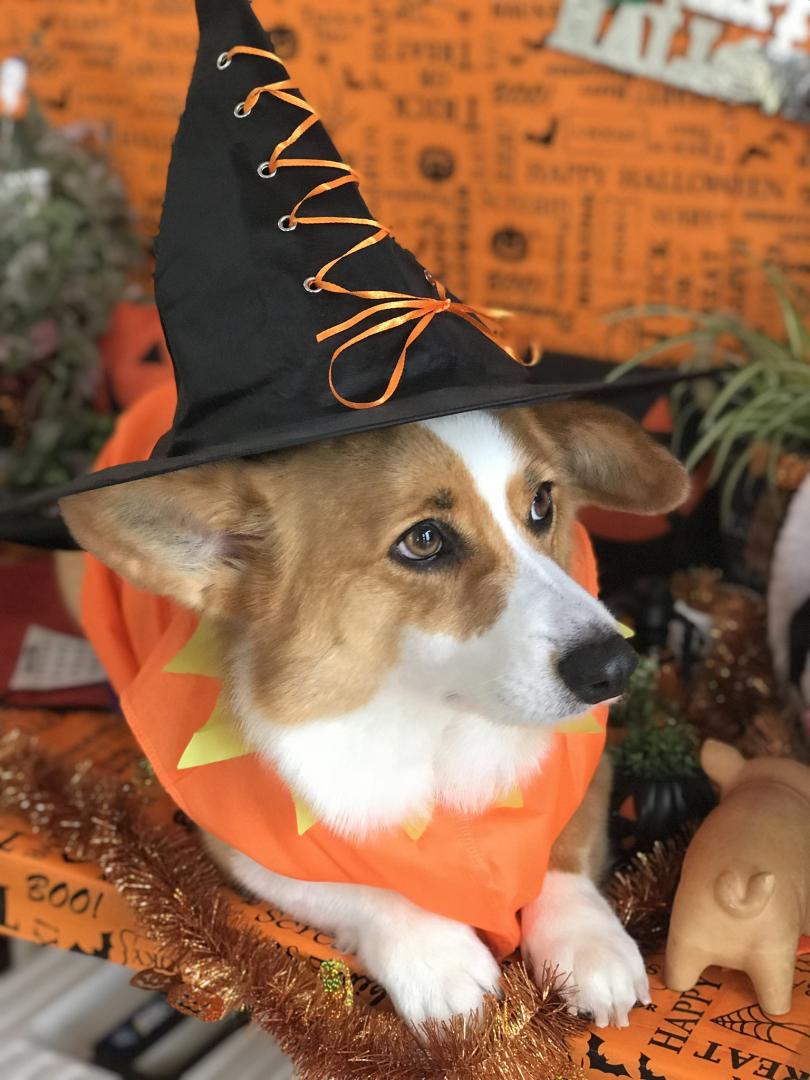 ハロウィン仮装 横顔かわいい メロママさんの投稿写真 犬 愛犬フォトコンテスト イヌトミィ