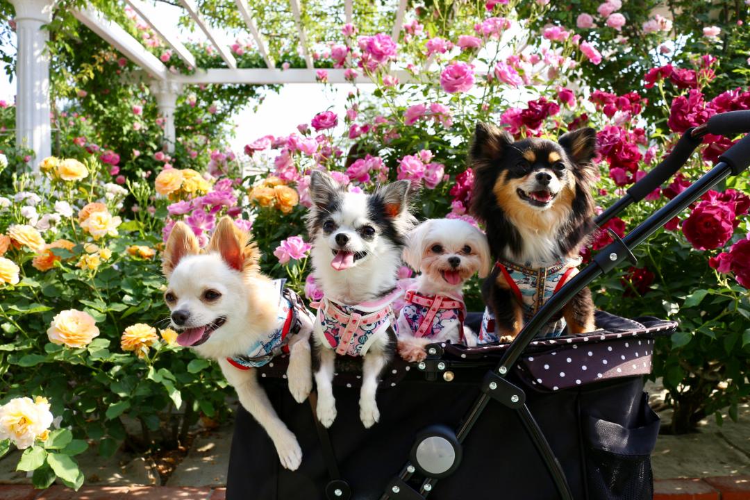 薔薇の花も笑顔も満開だね