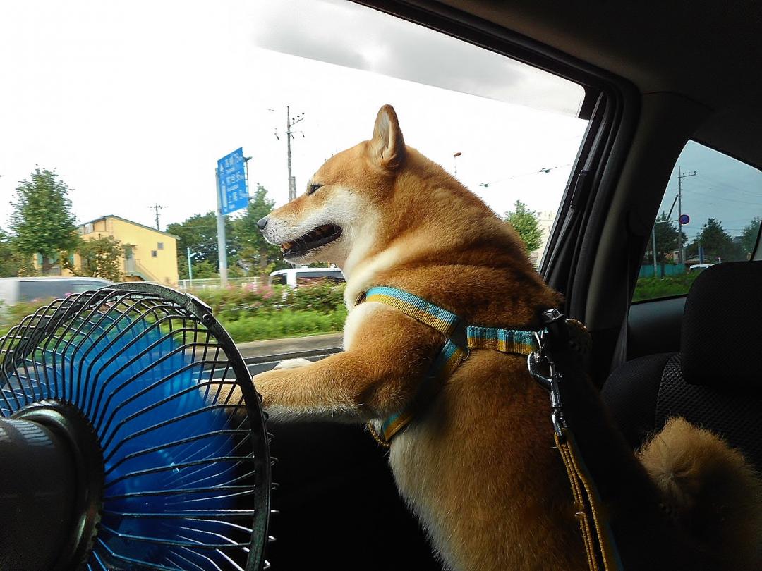 車で初夏のお出掛け