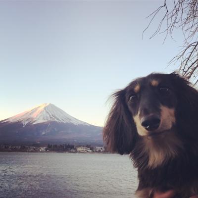 蘭と富士