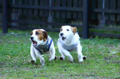 シンクノナイズドDogRun