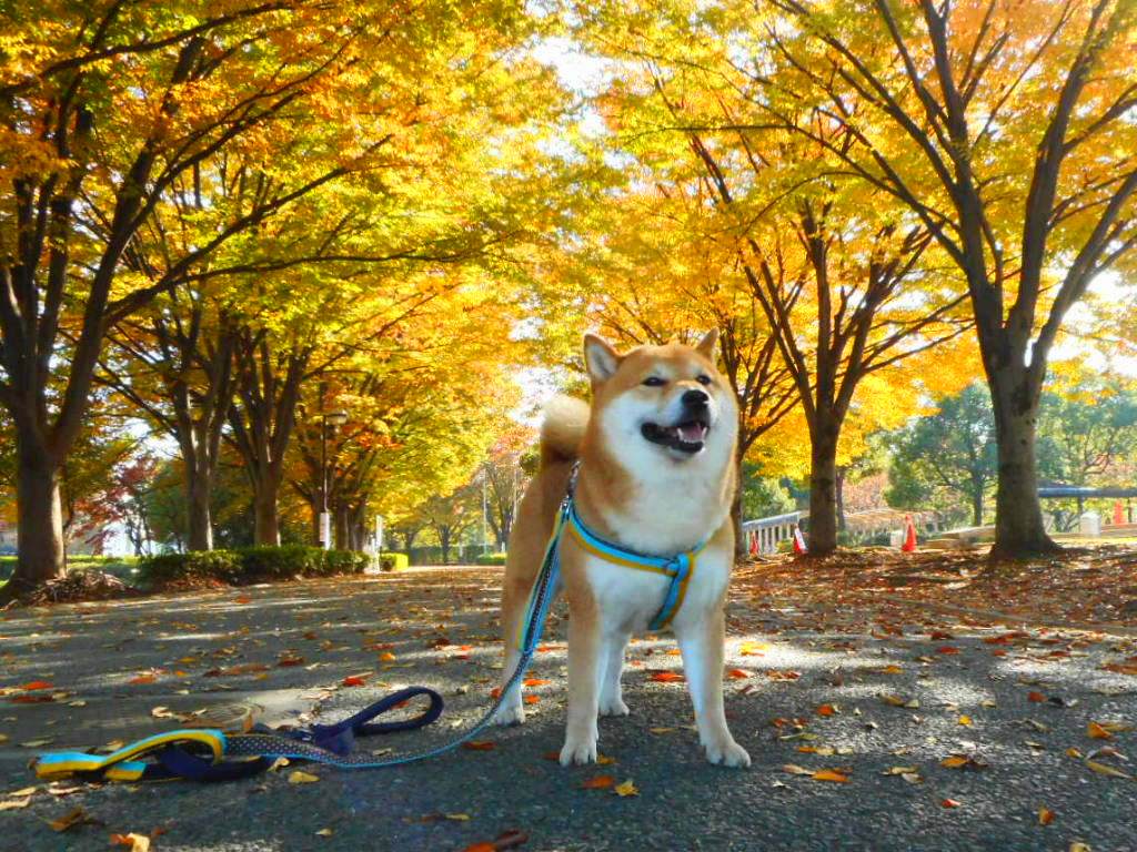 涼しく楽しい秋の日