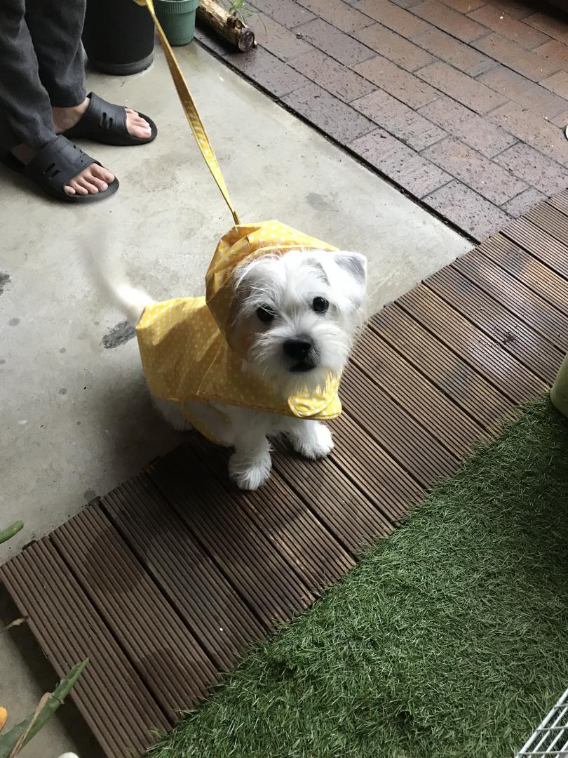 雨の日のお散歩