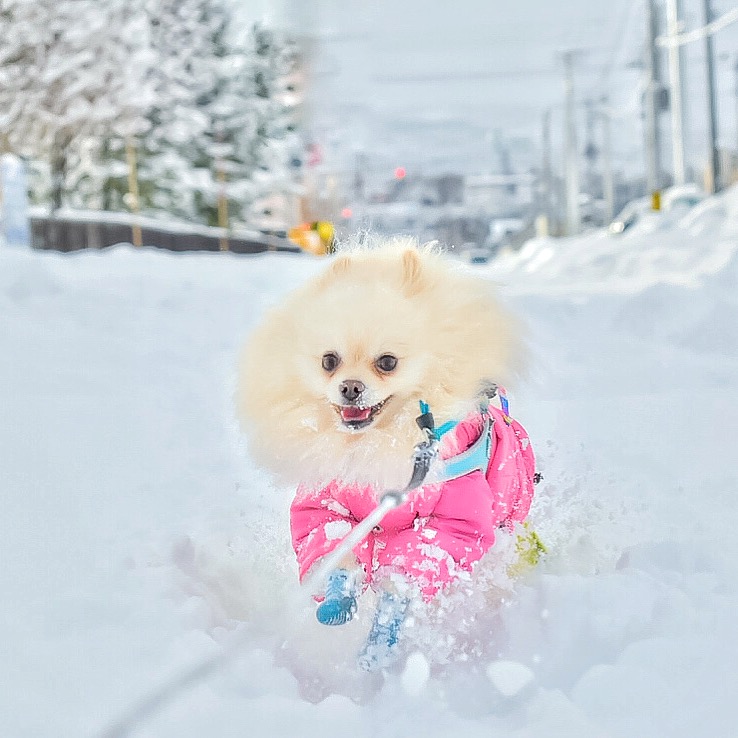 雪男