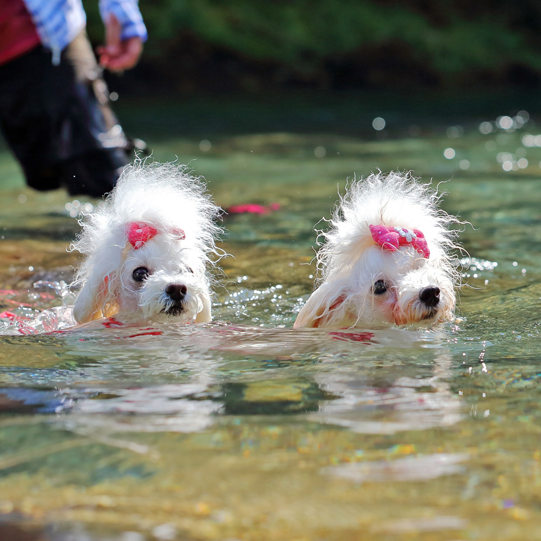 水面の輝きの中で