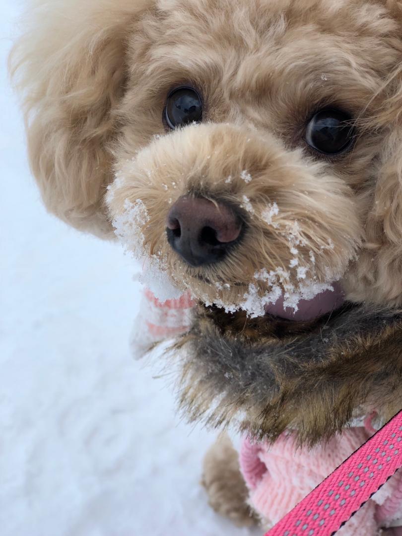 雪遊び大好き