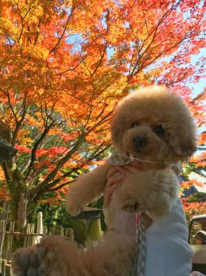 秋の日
