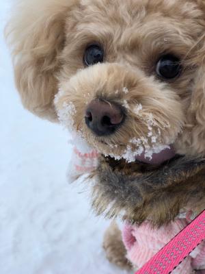 雪遊び大好き