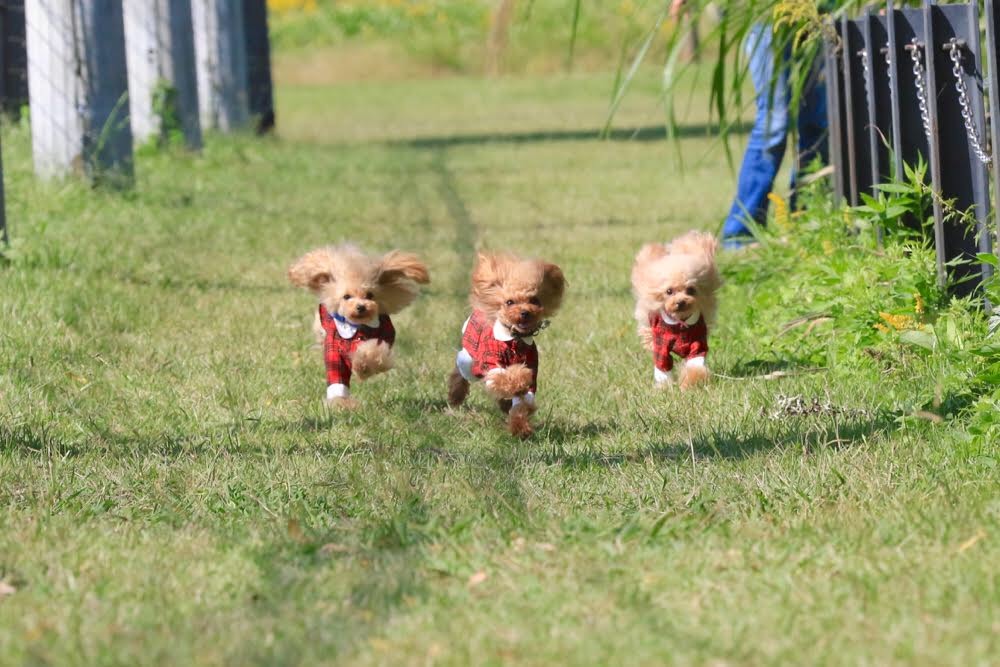 かっ飛び大運動会