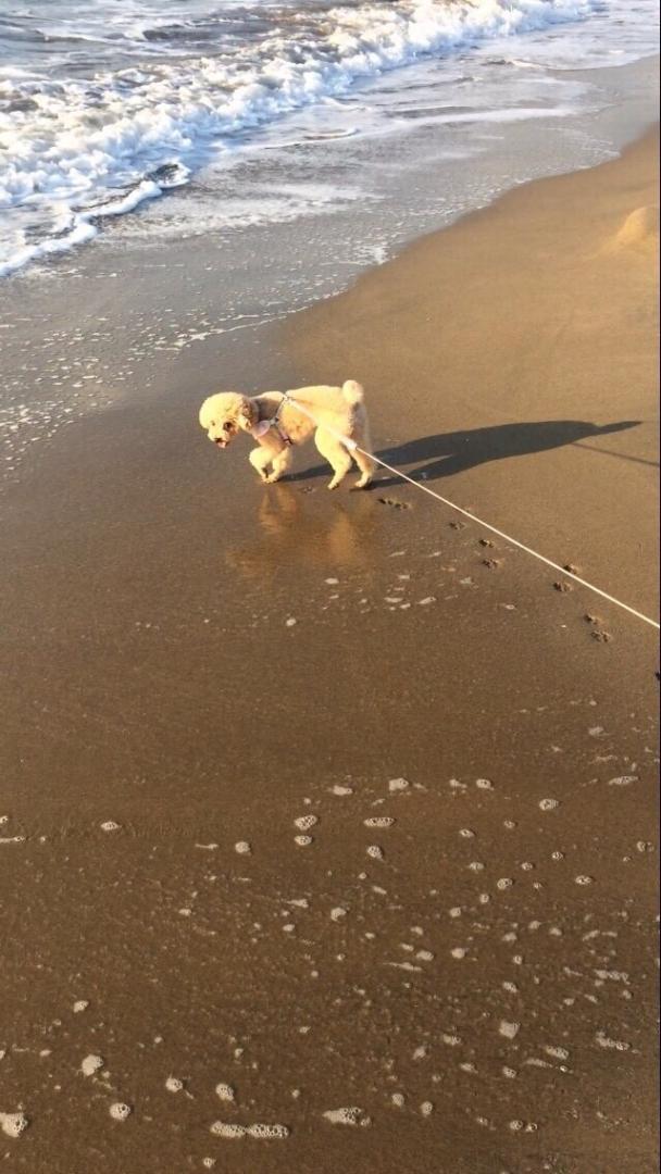 4歳初めての海