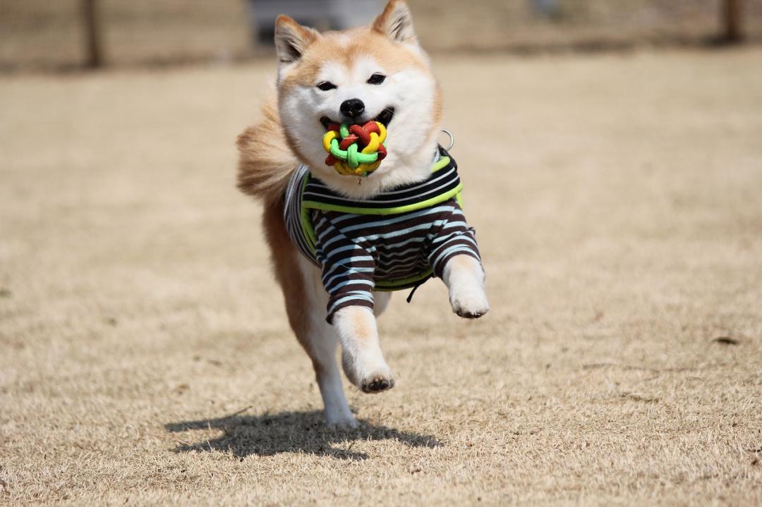 走る 走る 走る…柴犬