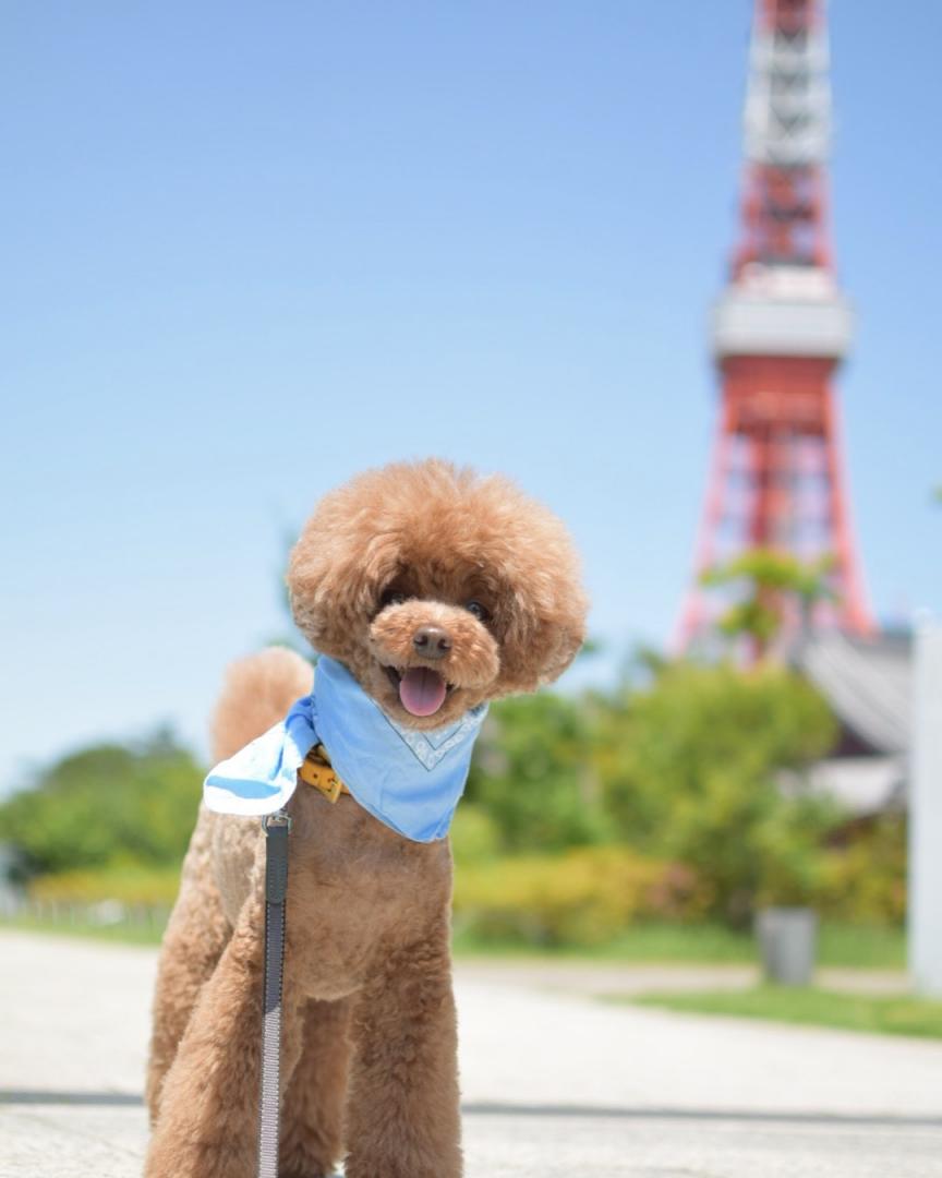 お上りさんが東京タワー