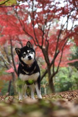 里にも秋がやってきた