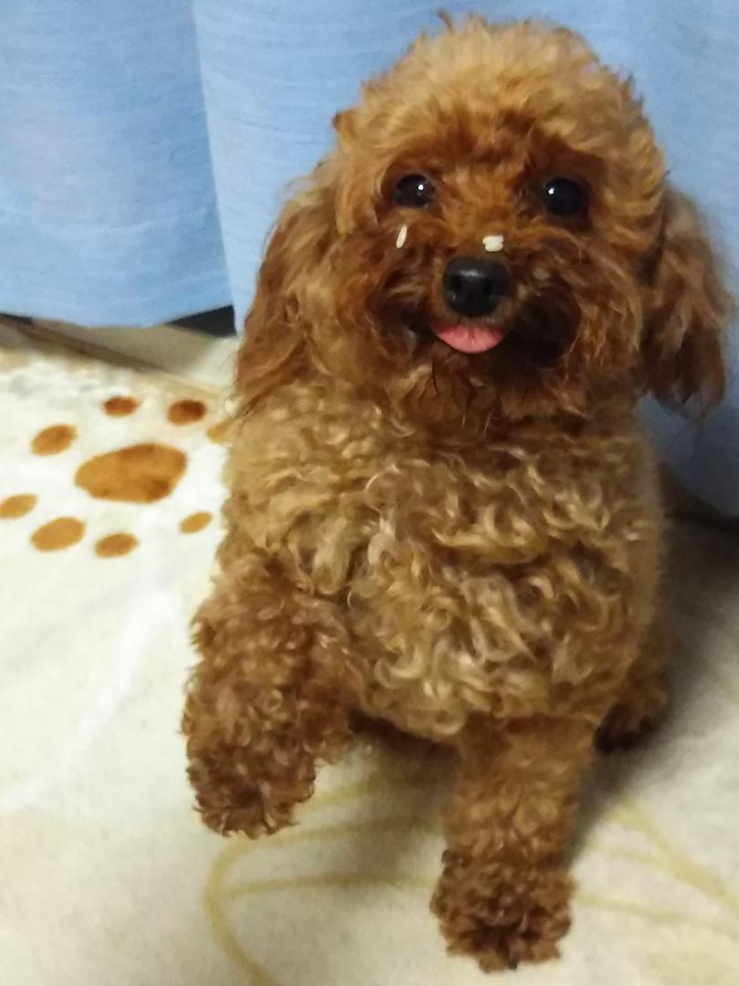 ごちそうさまワン