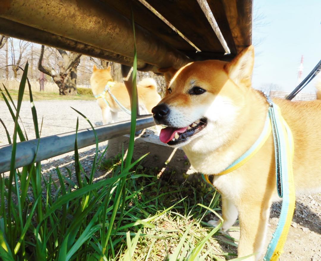 どこでも暑さしのぐ犬